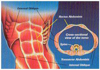 David Grisaffi, The Abs Guru
