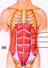 Eight Pack Or Six Pack Abs?